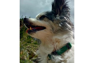 Black and white papillon dog with forest and gray sky behind him