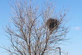 Magpie nest in a bare tree in spring. photo taken by the author. credit Jane Harris