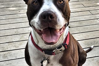 Joey the lovable pit bull