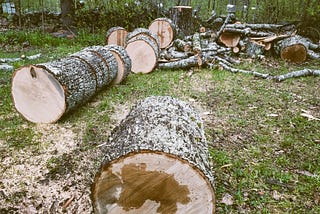 A felled oak tree, sections of the trunk which will have to be split