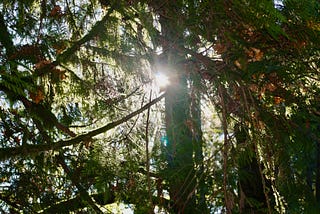 A tree reaches for the sun in a forest.