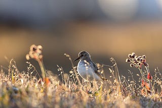 An adult Semipalmated Sandpiper in breeding plumage on the Arctic tundra.