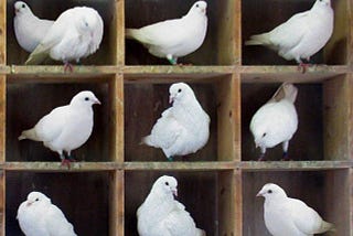 Pigeons on a shelf reflecting that the article is about the pigeonhole principle.
