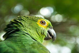 Amazon Parrot Care for Beginner Owners