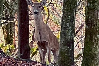 Deer in the woods