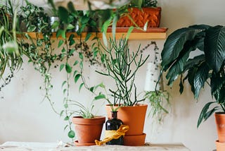 Plants That Improve Your Home’s Health