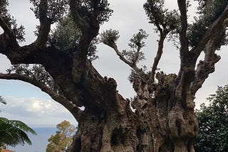 The Secrets of Madeira’s Oldest Olive Tree