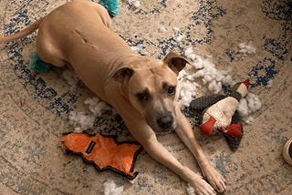 Lydia, a fawn-colored pittie, looking concerned among her shredded stuffed toys.