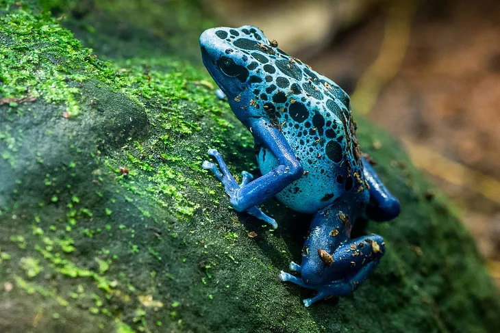 Research Suggests a Known Physics Phenomenon Creates the Color Patterns on Animals’ Skin