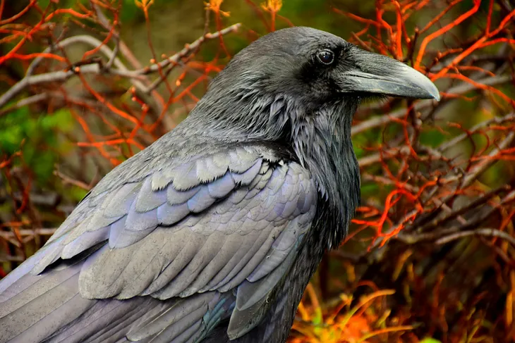 a beautiful, blue black crow