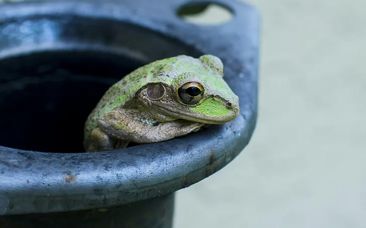 The Truth Behind the Myth of Boiling Frogs