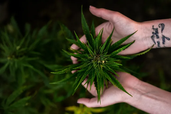 Two hands holding the top portion of a healthy and leafy, pre-flower cannabis plant