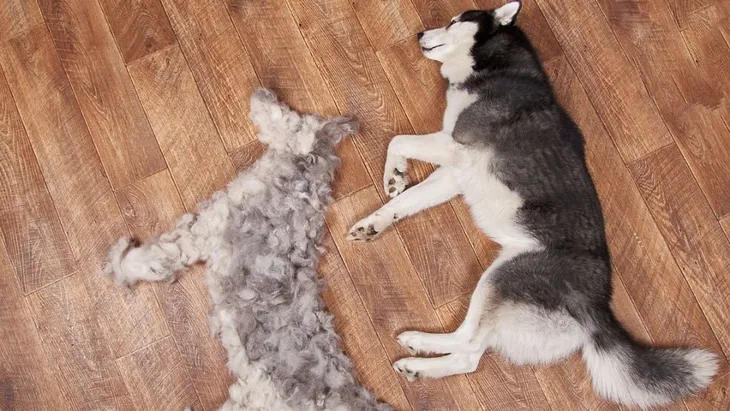 17 Things You Need to Know About Owning a Husky