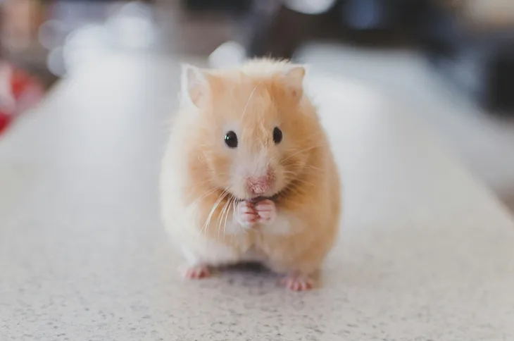 Find out why hamsters are banned in Hawaii on one minute