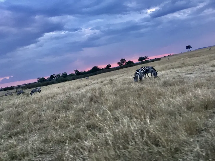 A photo of a zebra grazing on the plains of Tanzania with a beautiful sunset in the background.