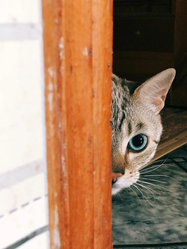 A small cat peeking from behind a pole