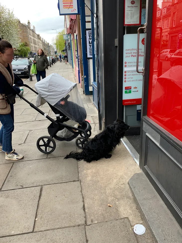 The City Dogs of Edinburgh
