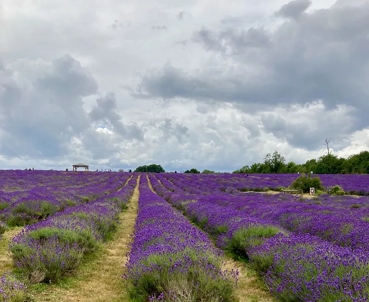 Lines of lavender growing in a field. Sky overcast and full of billowing clouds.