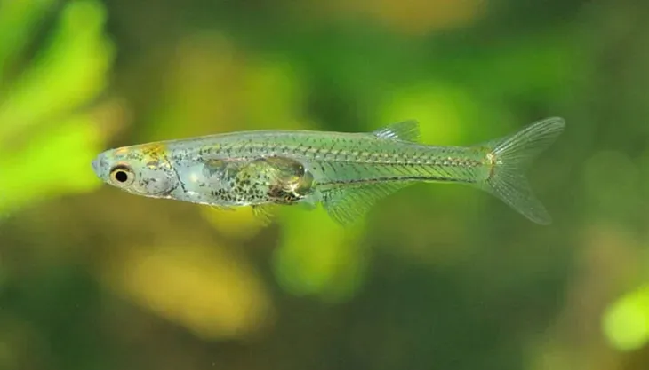 This Tiny Fish Can Produce Sounds That Are As Loud As A Firecracker