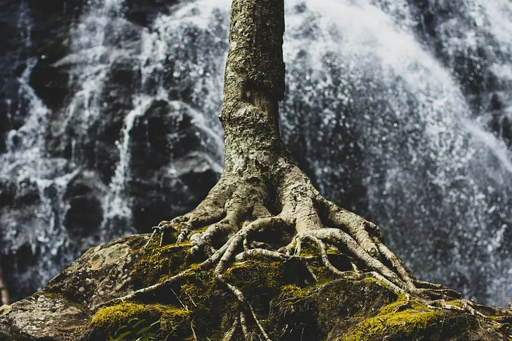 A tree trunk and its exposed roots, with a waterfall in the background