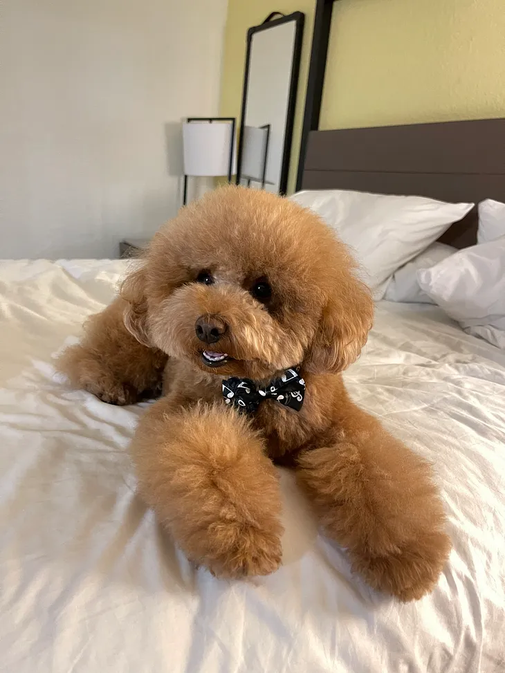5 Popular Grooming Styles for Toy Poodles: A Guide for Pet Owners