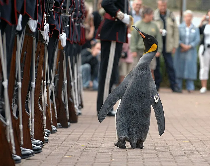 Find out about the only knighted penguin in the world