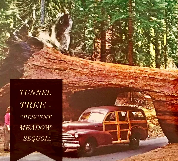 Photo of Tunnel Tree ca 1950’s — Crescent Meadows, Sequoia with car driving through tree blocking the road.