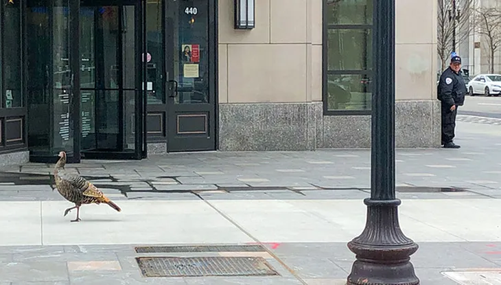 turkey on the street walking by what looks like a bank with a guard rubber necking