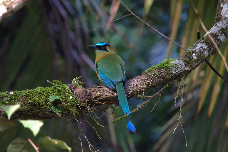 Photo of a bird. The common name is Blue-crowned motmot.