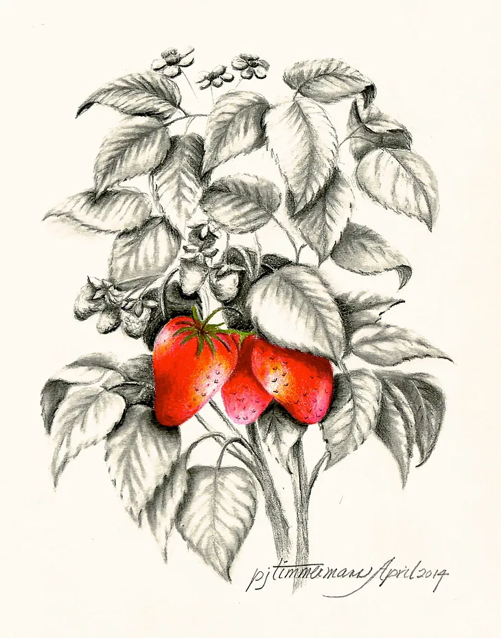 Drawing of a strawberry plant