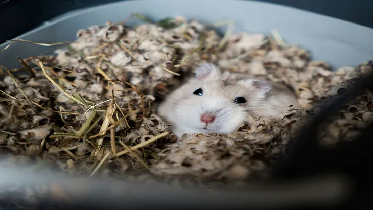What Makes Hamsters Eat Their Offspring Occasionally?