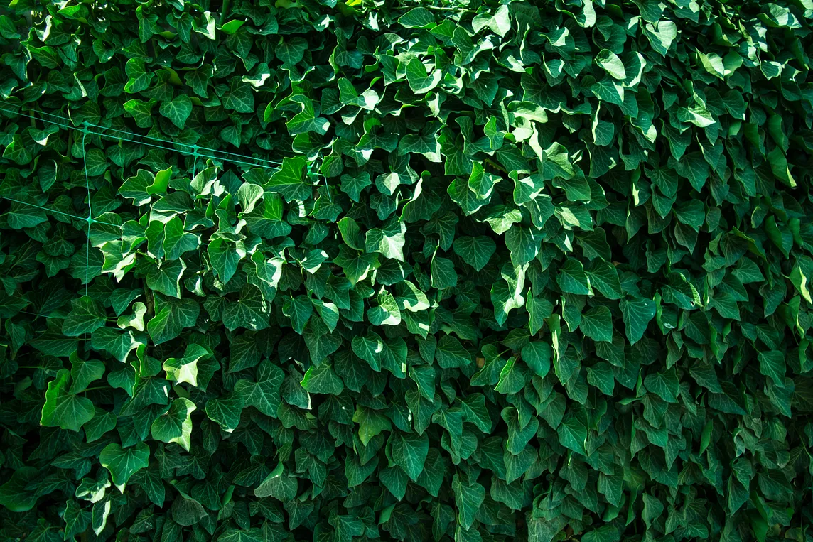 An overgrowth of English ivy