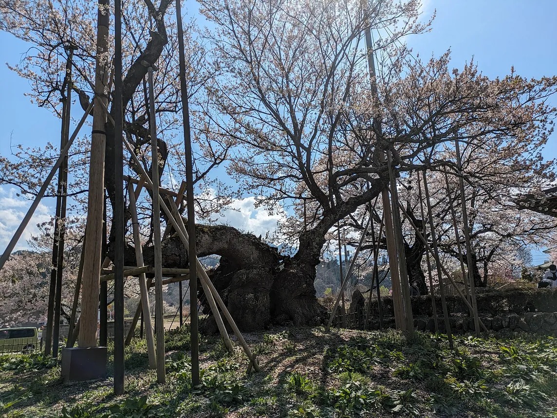 My Pilgrimage to the Oldest Cherry Tree in Japan