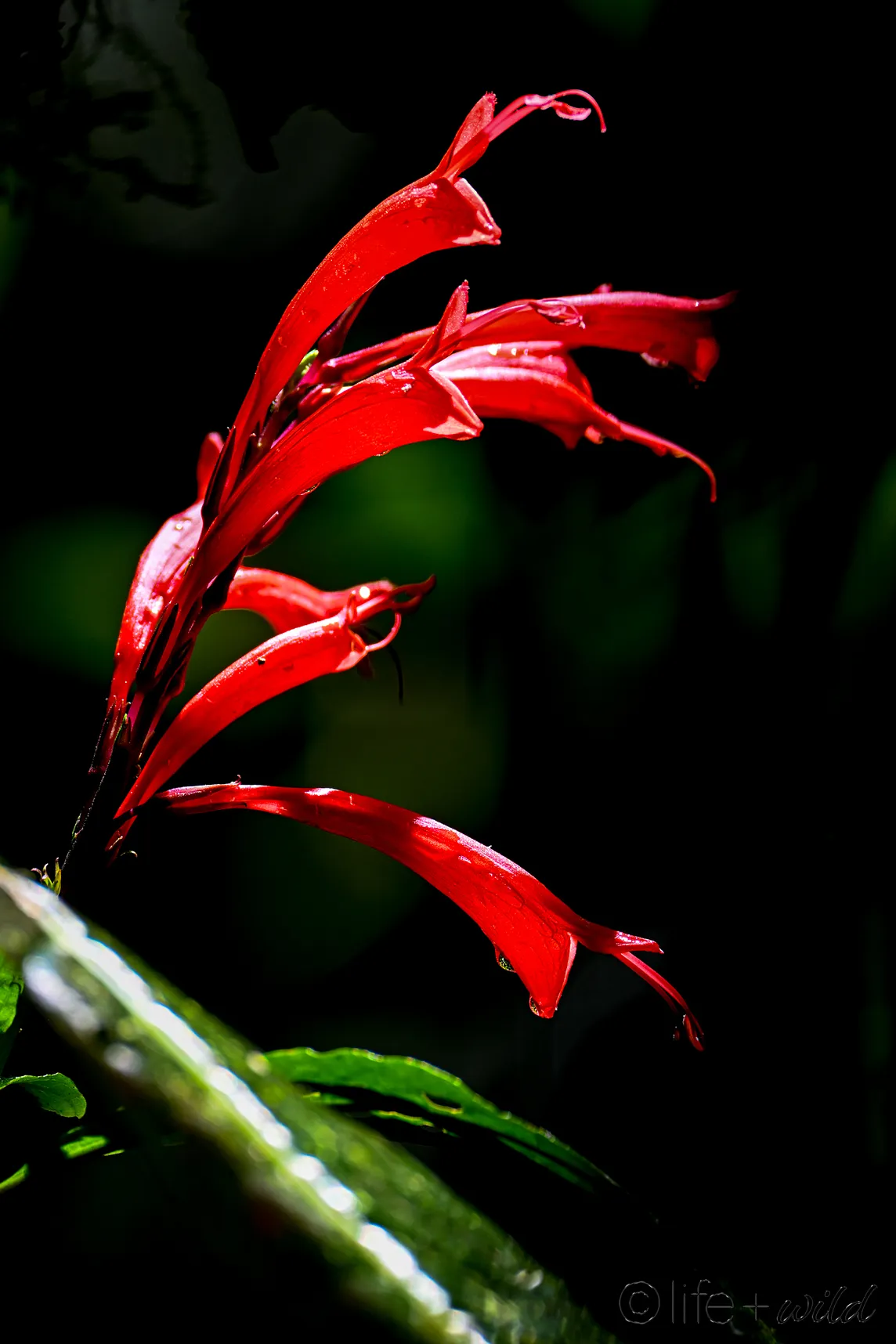 A beautiful red flower is lit up by the sun in the dark cloud forest of Monteverde, Costa Rica.