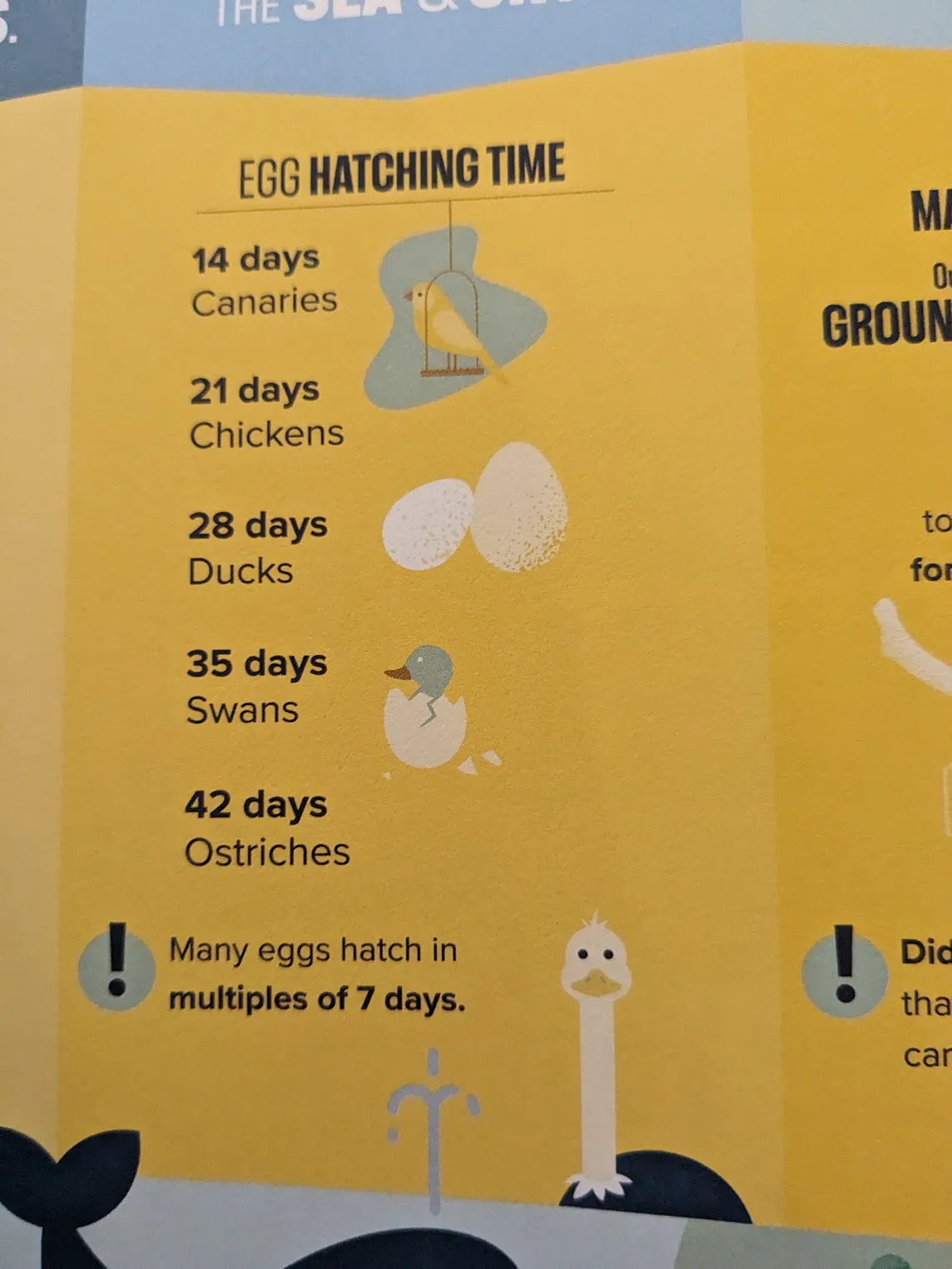 How many days before the eggs in a nest hatch?