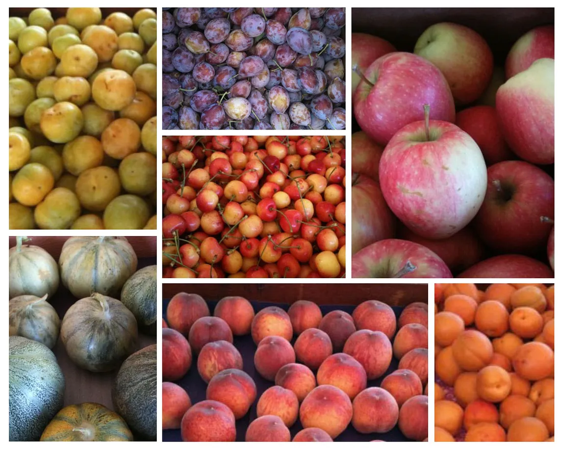 Collage of yellow pluots, purple plums, red and yellow apples, gray-green striped melons, peaches and apricots.