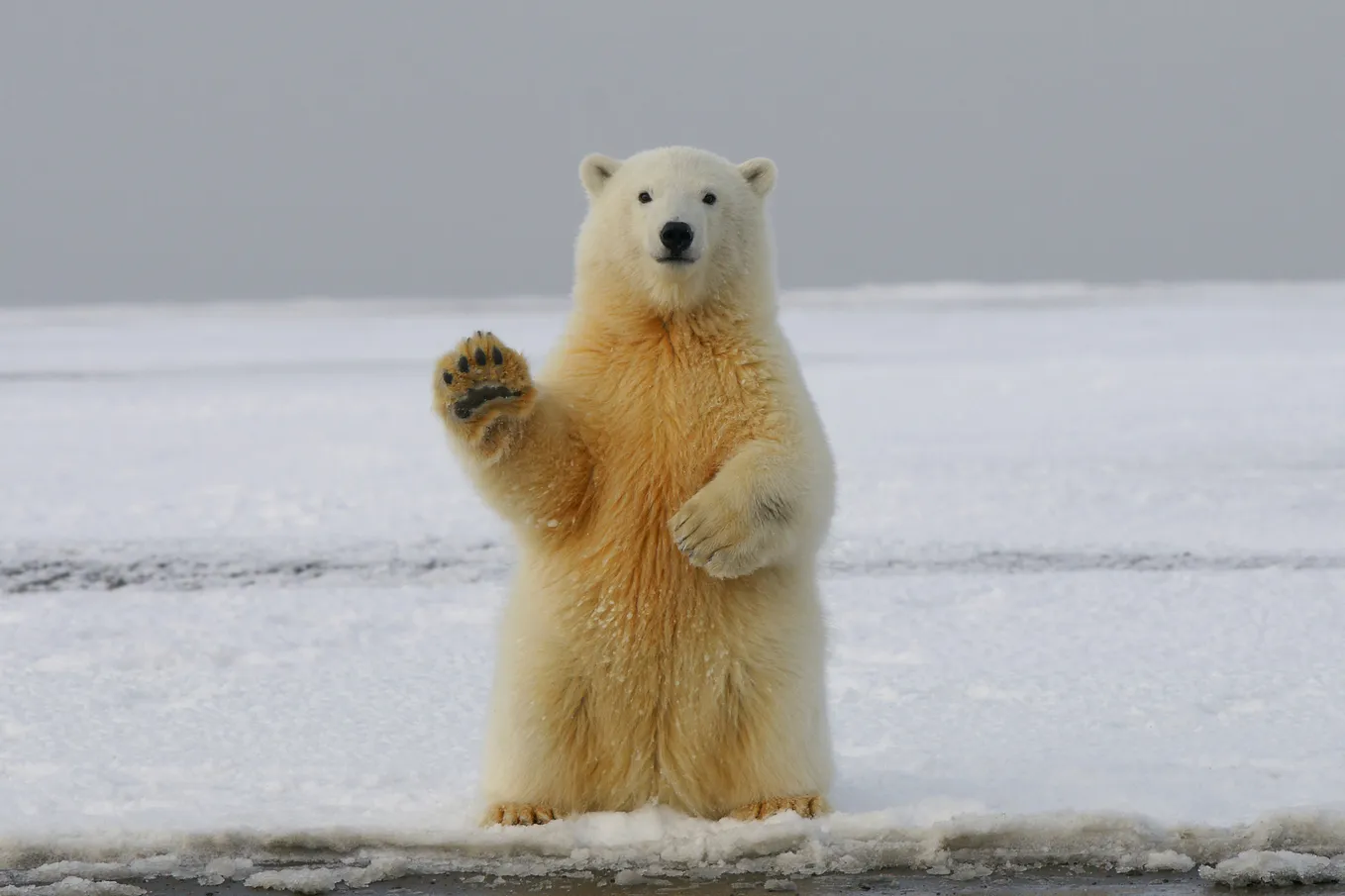 A polar bear waves its paw towards the camera.
