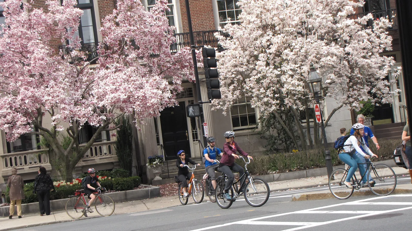 A street filled with lines of pink cherry blossoms and magnolia and some people on their bikes crossing the street.