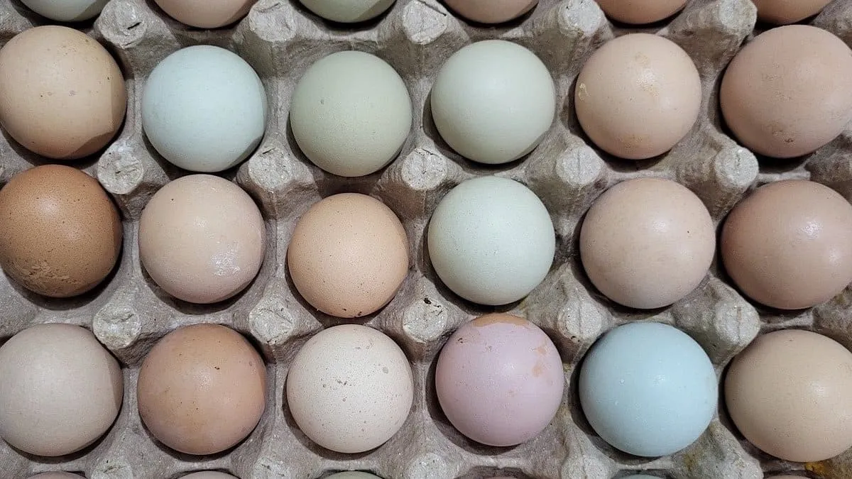 colored eggs in a carton