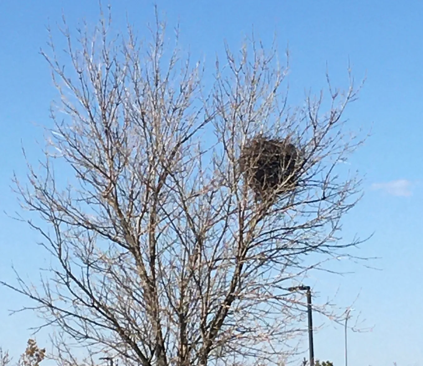 Magpie nest in a bare tree in spring. photo taken by the author. credit Jane Harris